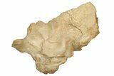 Fossil Theropod (Spinosaurus) Dorsal Vertebra - Kem Kem Beds #228173-3